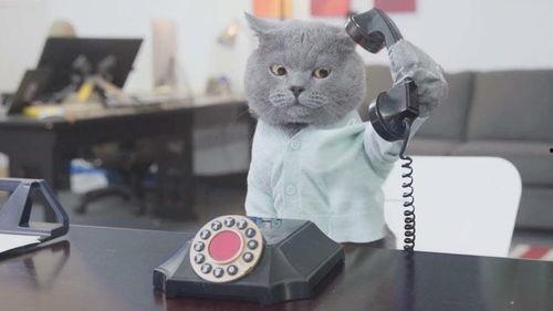 成人迷你办公室视频,成人工作空间新风尚